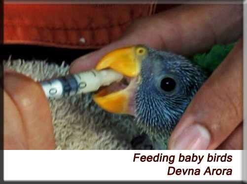 Devna Arora - Feeding baby birds